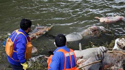 嘉兴死猪事件产生了什么影响