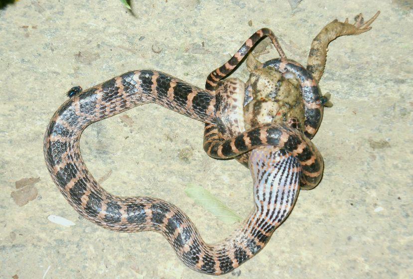 贵州蛇吃人事件是真的吗